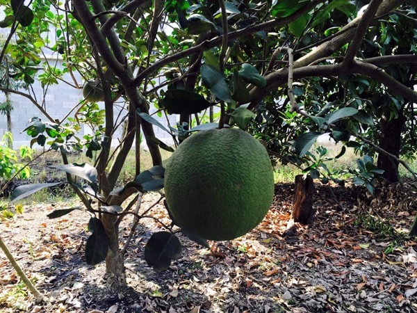 Việt Trinh về nhà vườn rộng 2.500m2 ở Bình Dương dịp Tết dương lịch, cây trái xum xuê, hoa nở 4 mùa ai cũng mê-9