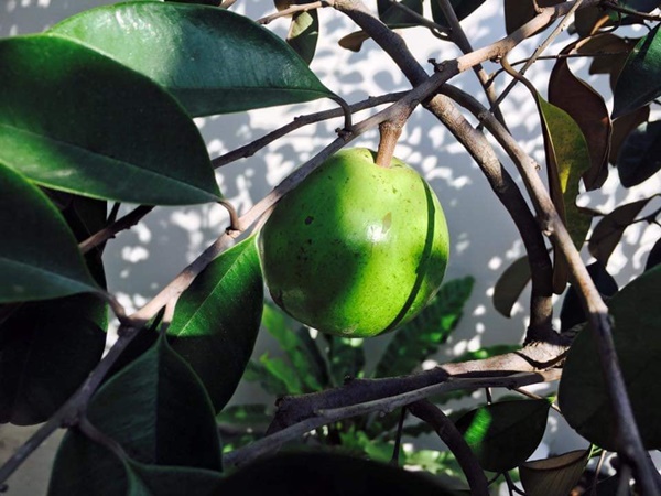 Việt Trinh về nhà vườn rộng 2.500m2 ở Bình Dương dịp Tết dương lịch, cây trái xum xuê, hoa nở 4 mùa ai cũng mê-8