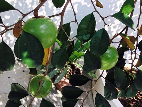 Việt Trinh về nhà vườn rộng 2.500m2 ở Bình Dương dịp Tết dương lịch, cây trái xum xuê, hoa nở 4 mùa ai cũng mê-7