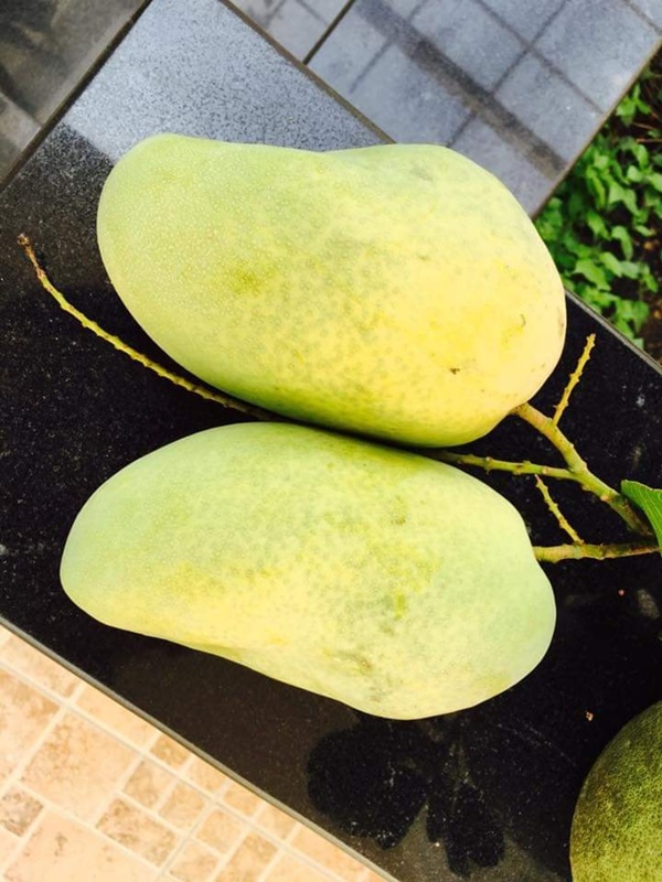 Việt Trinh về nhà vườn rộng 2.500m2 ở Bình Dương dịp Tết dương lịch, cây trái xum xuê, hoa nở 4 mùa ai cũng mê-10