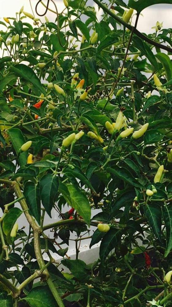 Việt Trinh về nhà vườn rộng 2.500m2 ở Bình Dương dịp Tết dương lịch, cây trái xum xuê, hoa nở 4 mùa ai cũng mê-12