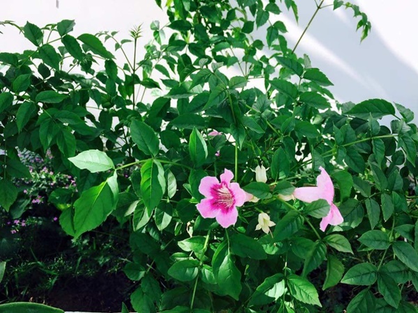 Việt Trinh về nhà vườn rộng 2.500m2 ở Bình Dương dịp Tết dương lịch, cây trái xum xuê, hoa nở 4 mùa ai cũng mê-16