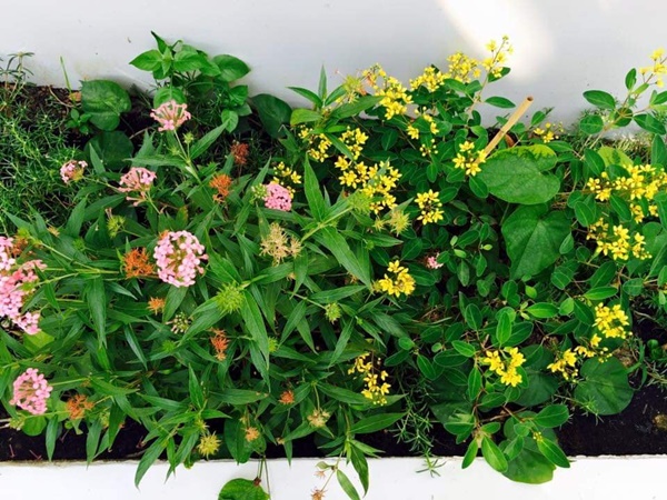 Việt Trinh về nhà vườn rộng 2.500m2 ở Bình Dương dịp Tết dương lịch, cây trái xum xuê, hoa nở 4 mùa ai cũng mê-17