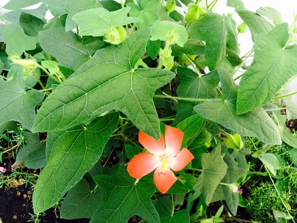 Việt Trinh về nhà vườn rộng 2.500m2 ở Bình Dương dịp Tết dương lịch, cây trái xum xuê, hoa nở 4 mùa ai cũng mê-18