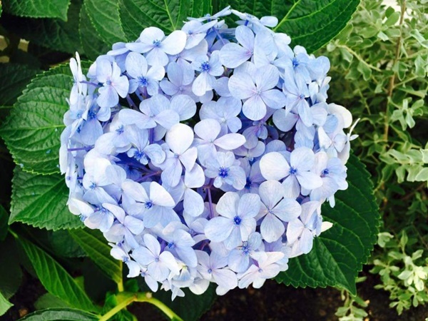 Việt Trinh về nhà vườn rộng 2.500m2 ở Bình Dương dịp Tết dương lịch, cây trái xum xuê, hoa nở 4 mùa ai cũng mê-20