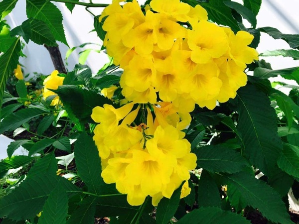 Việt Trinh về nhà vườn rộng 2.500m2 ở Bình Dương dịp Tết dương lịch, cây trái xum xuê, hoa nở 4 mùa ai cũng mê-19