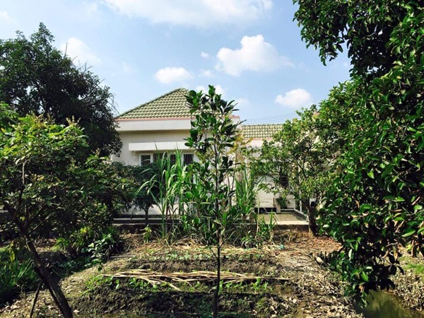 Việt Trinh về nhà vườn rộng 2.500m2 ở Bình Dương dịp Tết dương lịch, cây trái xum xuê, hoa nở 4 mùa ai cũng mê-5