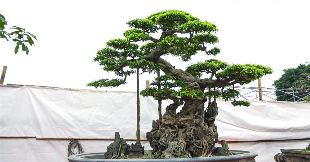 Ly kỳ màn tậu sanh cổ độc long 22 tỷ rồi phá tán, đại gia Hưng Yên bị chủ cũ đuổi: Biến!-2