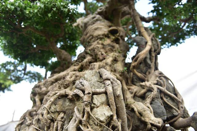 Ly kỳ màn tậu sanh cổ độc long 22 tỷ rồi phá tán, đại gia Hưng Yên bị chủ cũ đuổi: Biến!-3