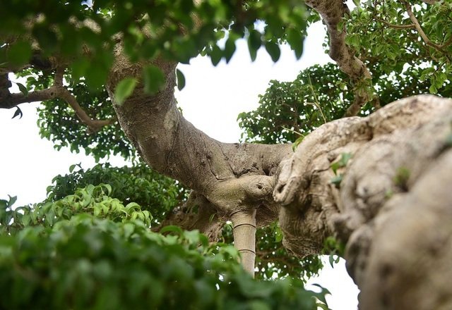 Ly kỳ màn tậu sanh cổ độc long 22 tỷ rồi phá tán, đại gia Hưng Yên bị chủ cũ đuổi: Biến!-4