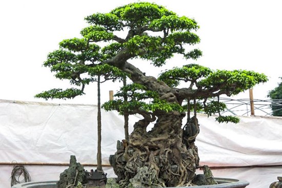 Ly kỳ màn tậu sanh cổ độc long 22 tỷ rồi phá tán, đại gia Hưng Yên bị chủ cũ đuổi: 'Biến!'