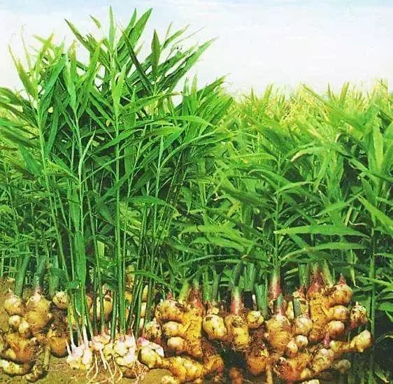 Không nên mua 4 loại gừng này, biết 4 mẹo nhỏ là có thể chọn được củ gừng xịn không bị tẩm hóa chất-1