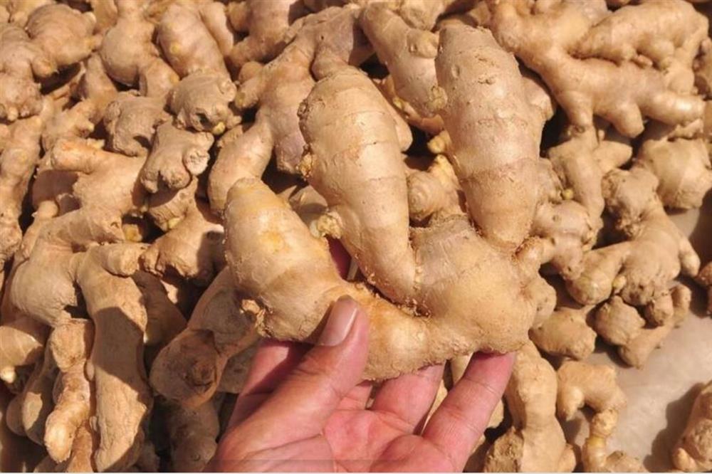 Không nên mua 4 loại gừng này, biết 4 mẹo nhỏ là có thể chọn được củ gừng xịn không bị tẩm hóa chất-2