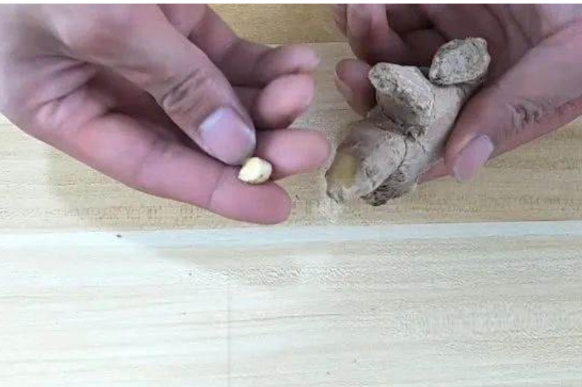 Không nên mua 4 loại gừng này, biết 4 mẹo nhỏ là có thể chọn được củ gừng xịn không bị tẩm hóa chất-5