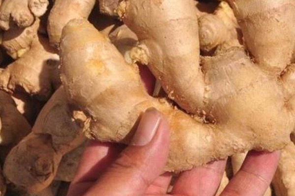 Muốn biết dưa chuột có bị tẩm hoá chất để lớn hay không hãy nhìn vào lớp phấn mỏng phủ bên ngoài vỏ dưa-4