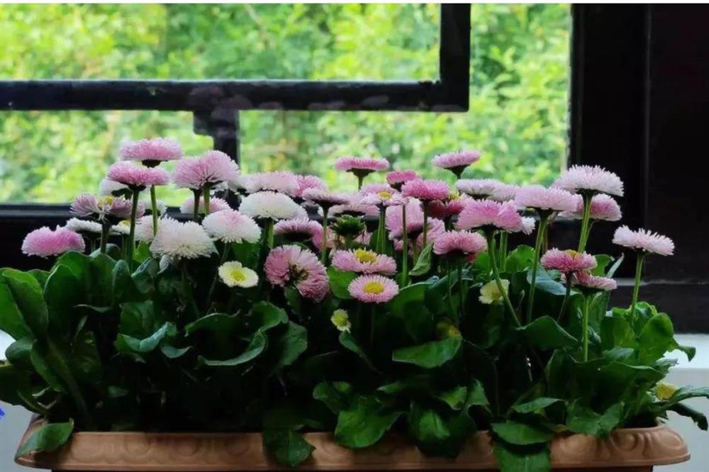 Đừng vội vứt bỏ cà chua hỏng, chúng rất có giá trị và thiết thực trong mỗi gia đình-3