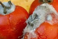 Đừng vội vứt bỏ cà chua hỏng, chúng rất có giá trị và thiết thực trong mỗi gia đình