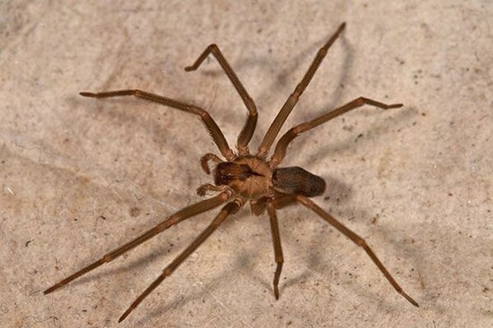 4 cách đuổi nhện ra khỏi nhà hoàn toàn tự nhiên, không độc hại, không phải ai cũng biết