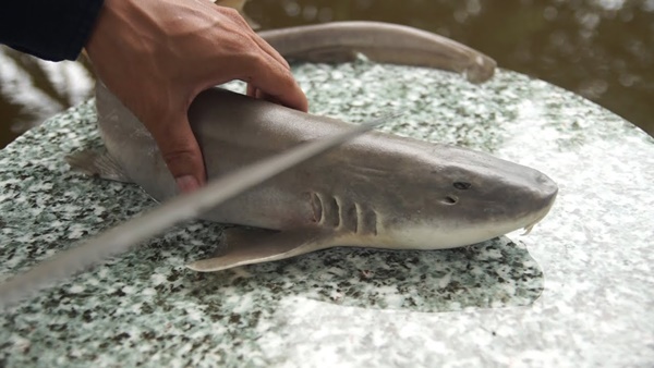 Con đặc sản ở Quảng Bình trông hung dữ, họ hàng với cá mập là thức đặc sản quý hiếm, chỉ dân sành mới biết-1