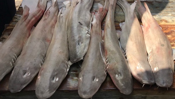 Con đặc sản ở Quảng Bình trông hung dữ, họ hàng với cá mập là thức đặc sản quý hiếm, chỉ dân sành mới biết-2