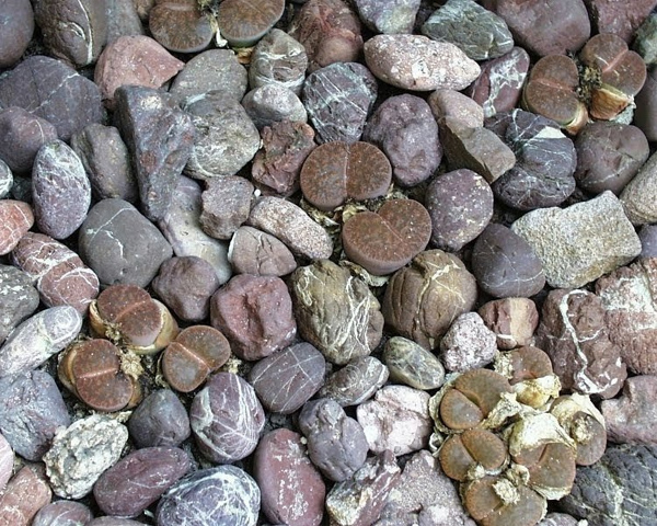 5 món đồ là đại kỵ phong thủy, đừng dại bày trong nhà: May mắn chẳng thấy mà xui xẻo tới ầm ầm-2