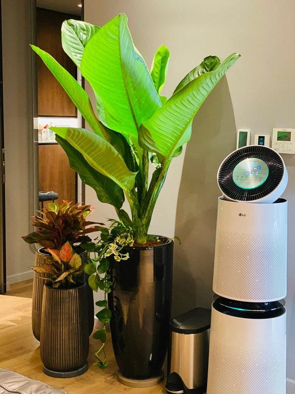 Ở lại Hà Nội đón Tết dương lịch, bà xã MC Thành Trung khoe căn penthouse cao cấp ngập cây xanh và hoa tươi-2