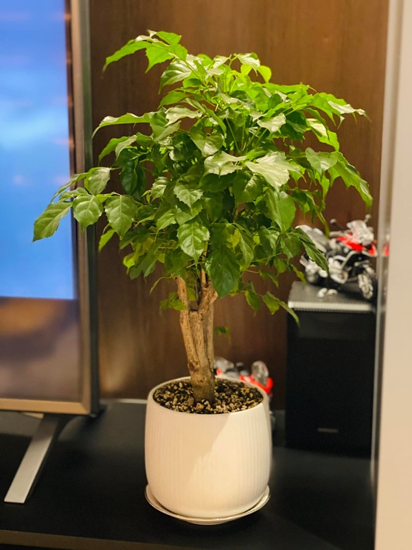 Ở lại Hà Nội đón Tết dương lịch, bà xã MC Thành Trung khoe căn penthouse cao cấp ngập cây xanh và hoa tươi-7