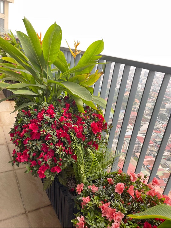Ở lại Hà Nội đón Tết dương lịch, bà xã MC Thành Trung khoe căn penthouse cao cấp ngập cây xanh và hoa tươi-13