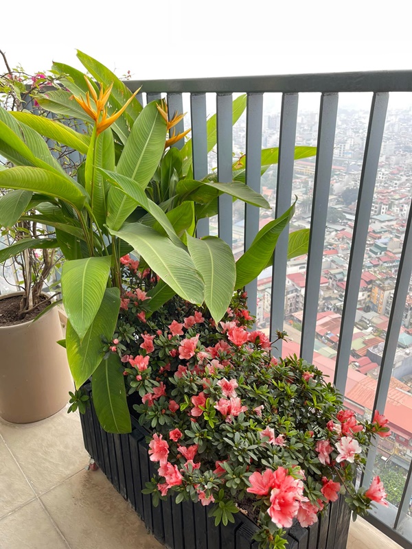 Ở lại Hà Nội đón Tết dương lịch, bà xã MC Thành Trung khoe căn penthouse cao cấp ngập cây xanh và hoa tươi-14