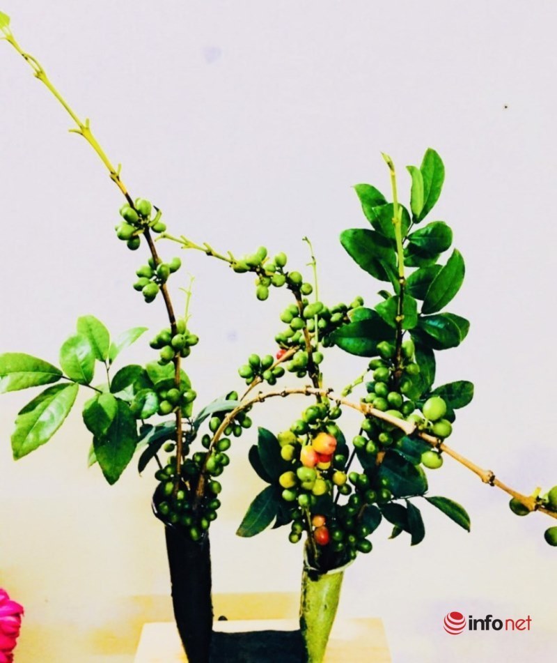 Cắt cành me rừng, bẻ nhánh táo mèo cắm chơi... mốt lạ 2021-1