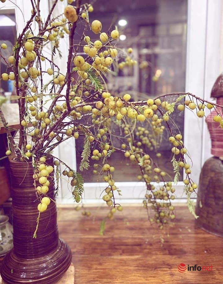 Cắt cành me rừng, bẻ nhánh táo mèo cắm chơi... mốt lạ 2021-8