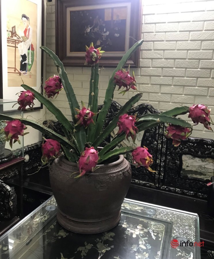 Cắt cành me rừng, bẻ nhánh táo mèo cắm chơi... mốt lạ 2021-9