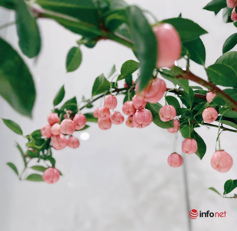 Cắt cành me rừng, bẻ nhánh táo mèo cắm chơi... mốt lạ 2021-13