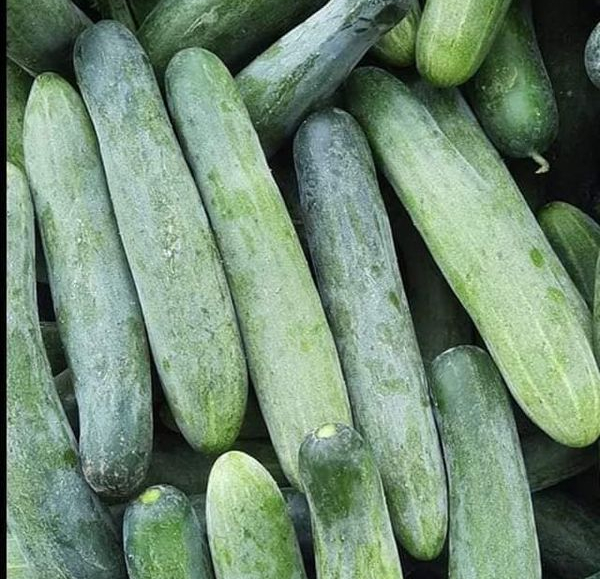 Muốn biết dưa chuột có bị tẩm hoá chất để lớn hay không hãy nhìn vào lớp phấn mỏng phủ bên ngoài vỏ dưa-1