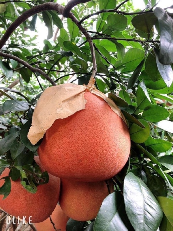 Bưởi tiến vua đậm đà sắc đỏ là thức quả không gì tuyệt vời hơn để chị em dâng tổ tiên mùng 1 cuối cùng của năm 2021-3