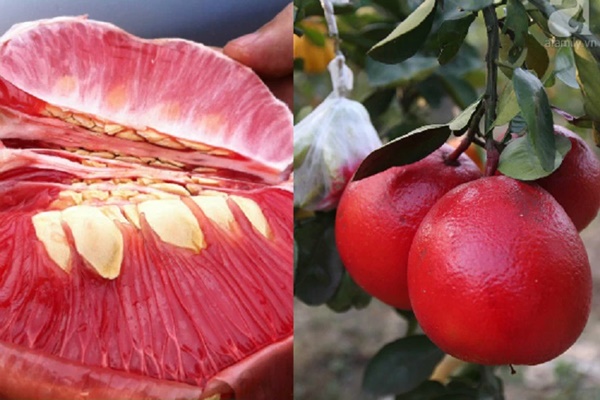 Bưởi tiến vua đậm đà sắc đỏ là thức quả không gì tuyệt vời hơn để chị em dâng tổ tiên mùng 1 cuối cùng của năm 2021-4