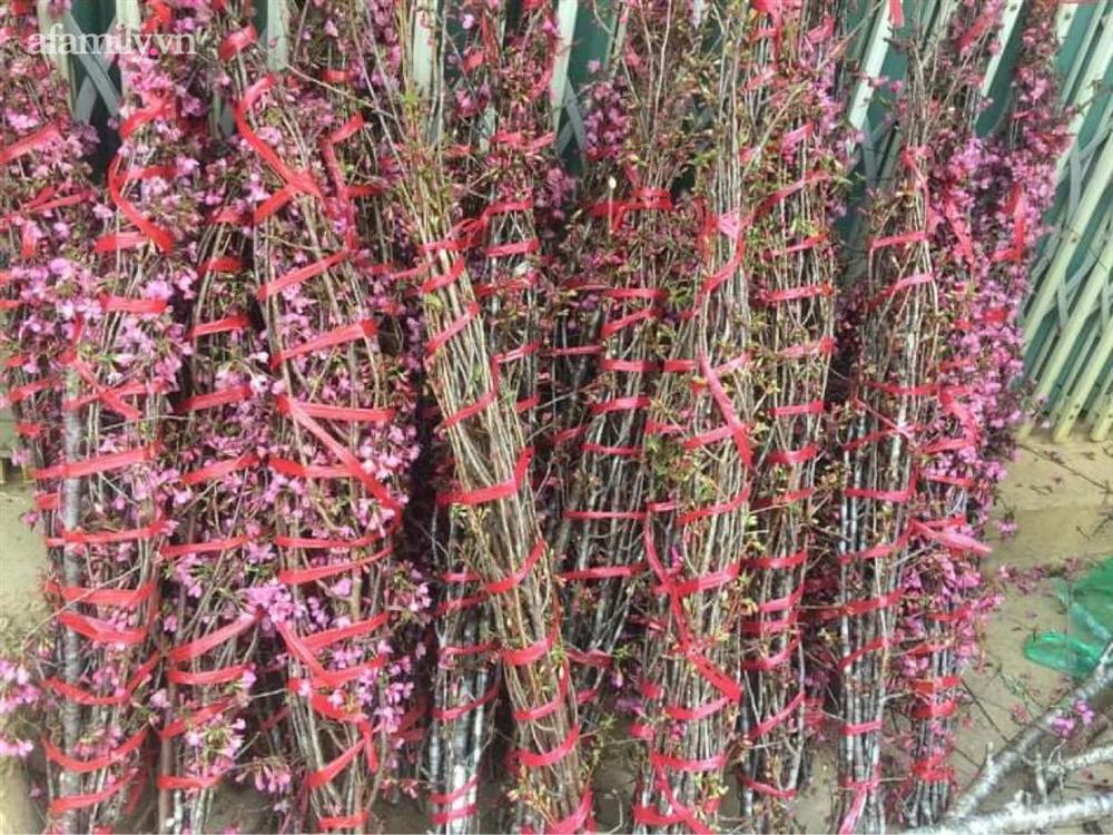 1 tháng nữa mới Tết Nguyên Đán thế nhưng đào rừng Tây Bắc mini vừa xuống phố đã đắt khách mua-1