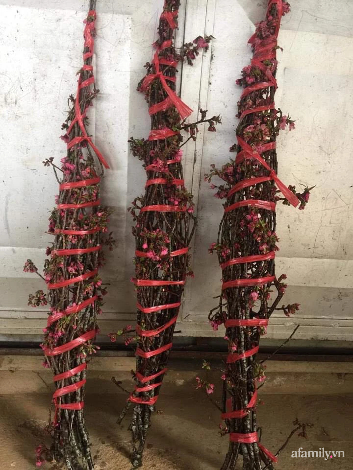 1 tháng nữa mới Tết Nguyên Đán thế nhưng đào rừng Tây Bắc mini vừa xuống phố đã đắt khách mua-3