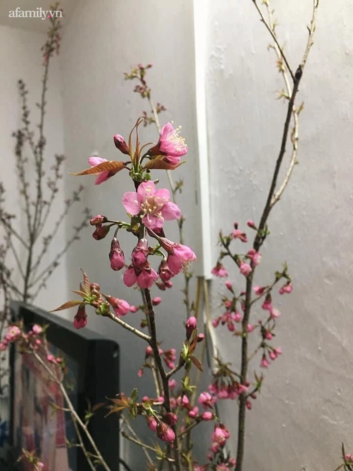 1 tháng nữa mới Tết Nguyên Đán thế nhưng đào rừng Tây Bắc mini vừa xuống phố đã đắt khách mua-4