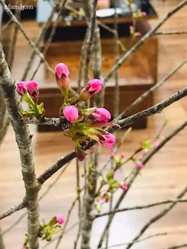 1 tháng nữa mới Tết Nguyên Đán thế nhưng đào rừng Tây Bắc mini vừa xuống phố đã đắt khách mua-5
