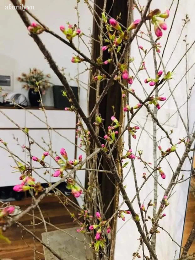 1 tháng nữa mới Tết Nguyên Đán thế nhưng đào rừng Tây Bắc mini vừa xuống phố đã đắt khách mua-6