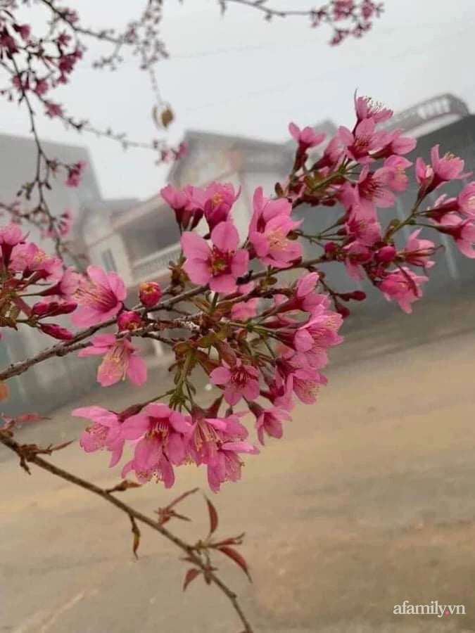 1 tháng nữa mới Tết Nguyên Đán thế nhưng đào rừng Tây Bắc mini vừa xuống phố đã đắt khách mua-7
