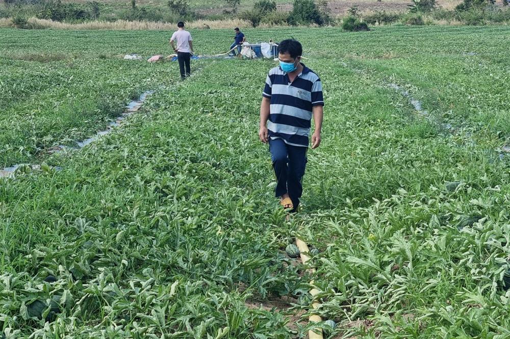 Dưa hấu rớt còn hơn 2.000 đồng/kg, nông dân ngóng chờ thương lái-1