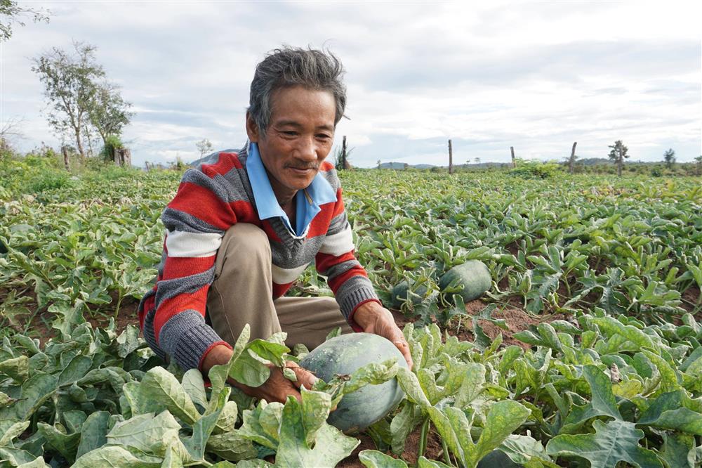 Dưa hấu rớt còn hơn 2.000 đồng/kg, nông dân ngóng chờ thương lái-2