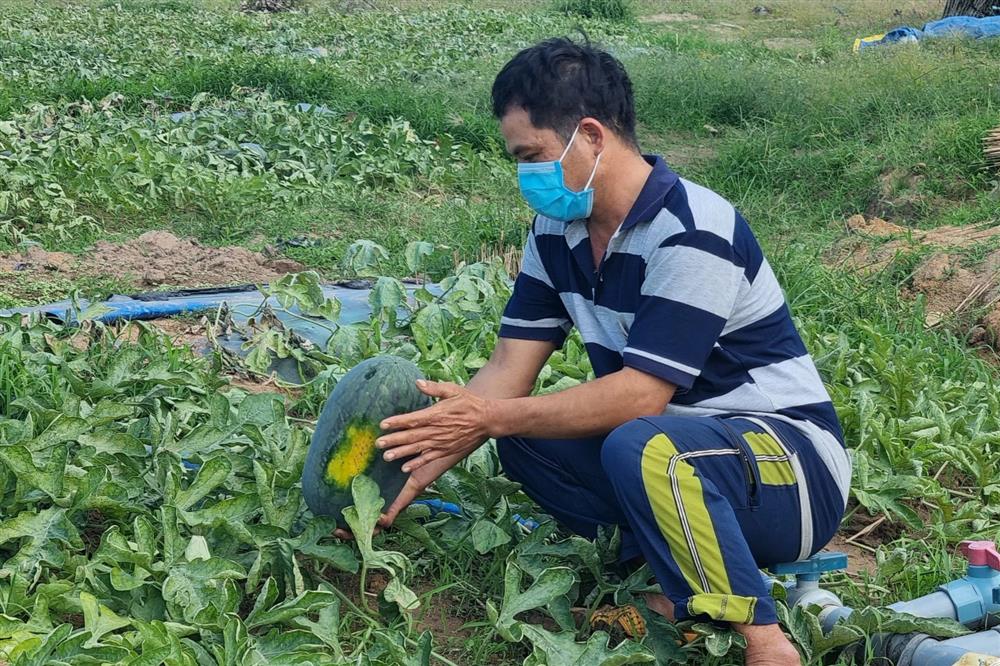 Dưa hấu rớt còn hơn 2.000 đồng/kg, nông dân ngóng chờ thương lái-3