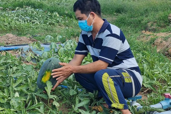 Dưa hấu rớt còn hơn 2.000 đồng/kg, nông dân ngóng chờ thương lái