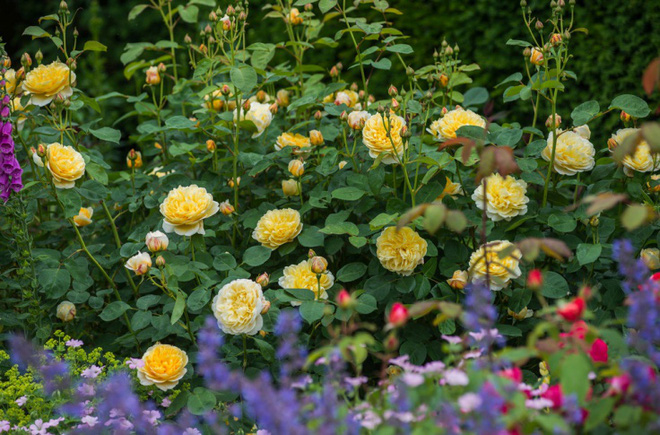 Khu vườn đẹp hơn cổ tích của người được phong danh là Vĩ nhân hoa hồng của thế giới-4