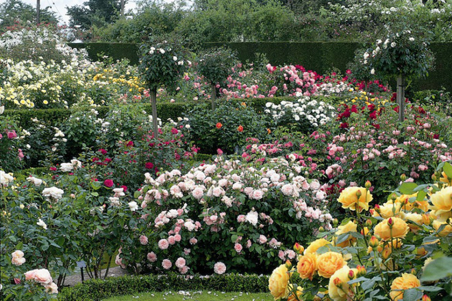 Khu vườn đẹp hơn cổ tích của người được phong danh là Vĩ nhân hoa hồng của thế giới-6