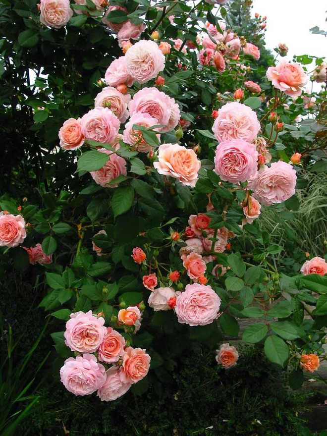 Khu vườn đẹp hơn cổ tích của người được phong danh là Vĩ nhân hoa hồng của thế giới-11
