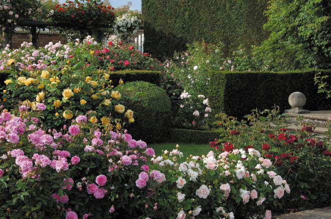 Khu vườn đẹp hơn cổ tích của người được phong danh là Vĩ nhân hoa hồng của thế giới-13
